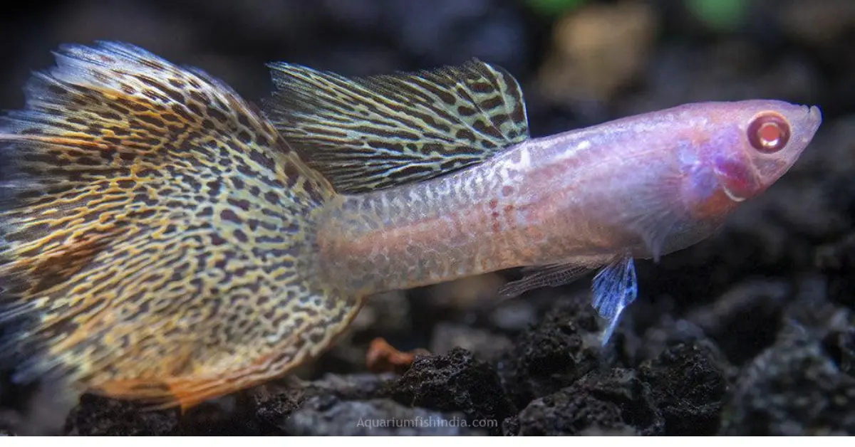 Yellow Lace Guppy