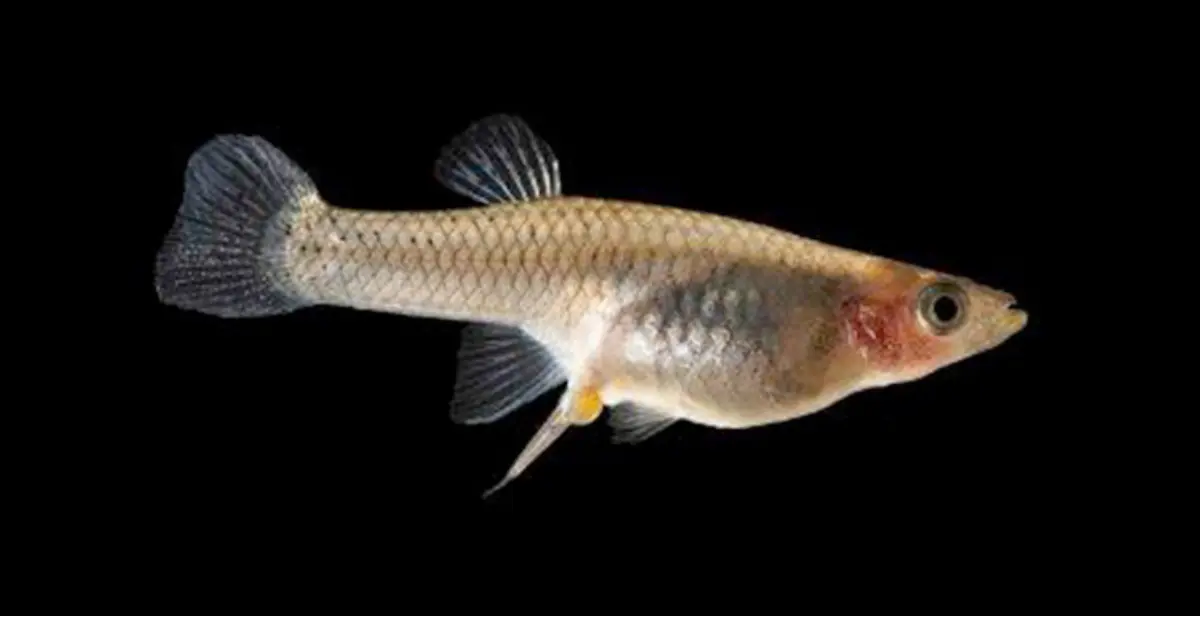 Juvenile Guppy