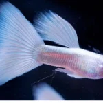 White Albino Guppy