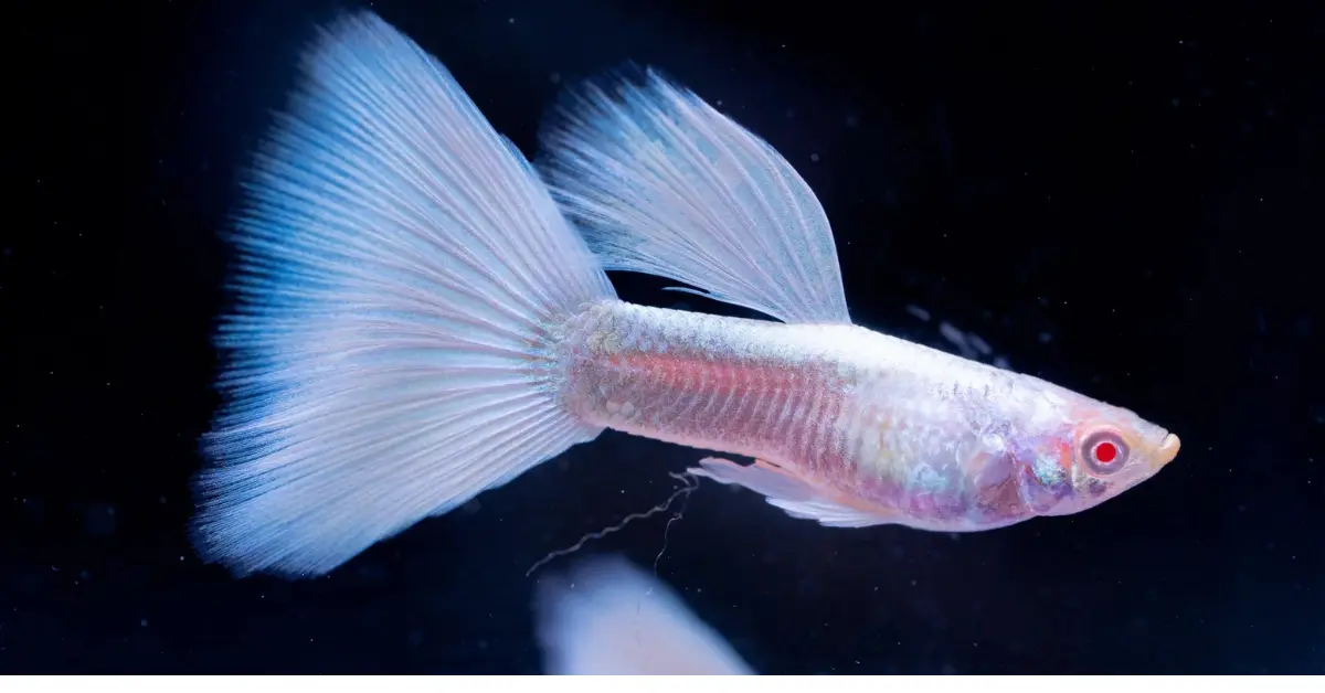 White Albino Guppy