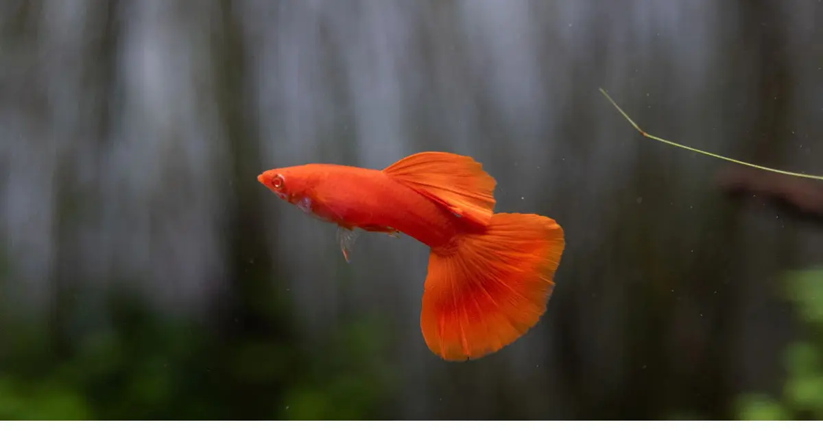 Full Orange Guppy