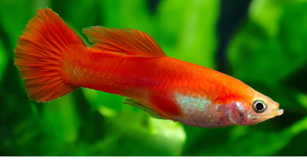 Flamingo Guppy