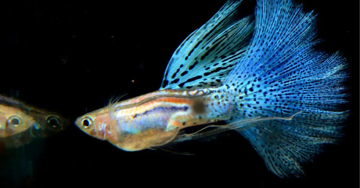 Grass Guppy