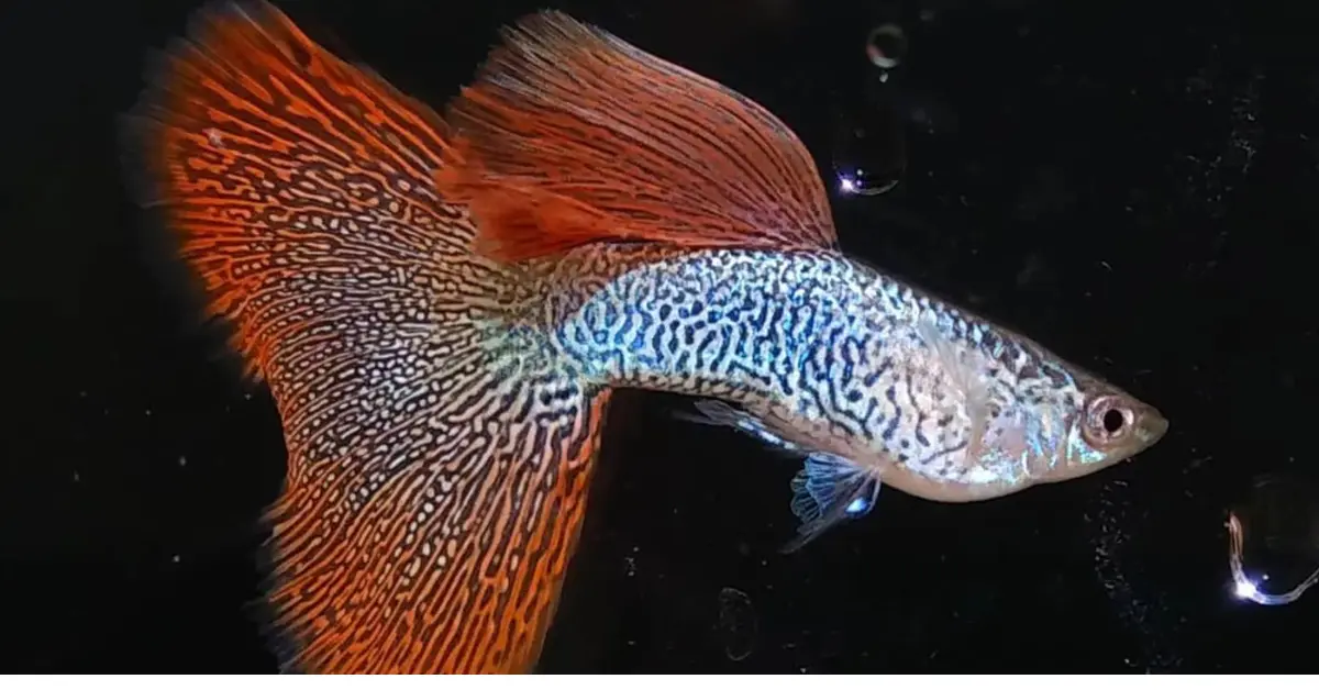 Lace Guppy