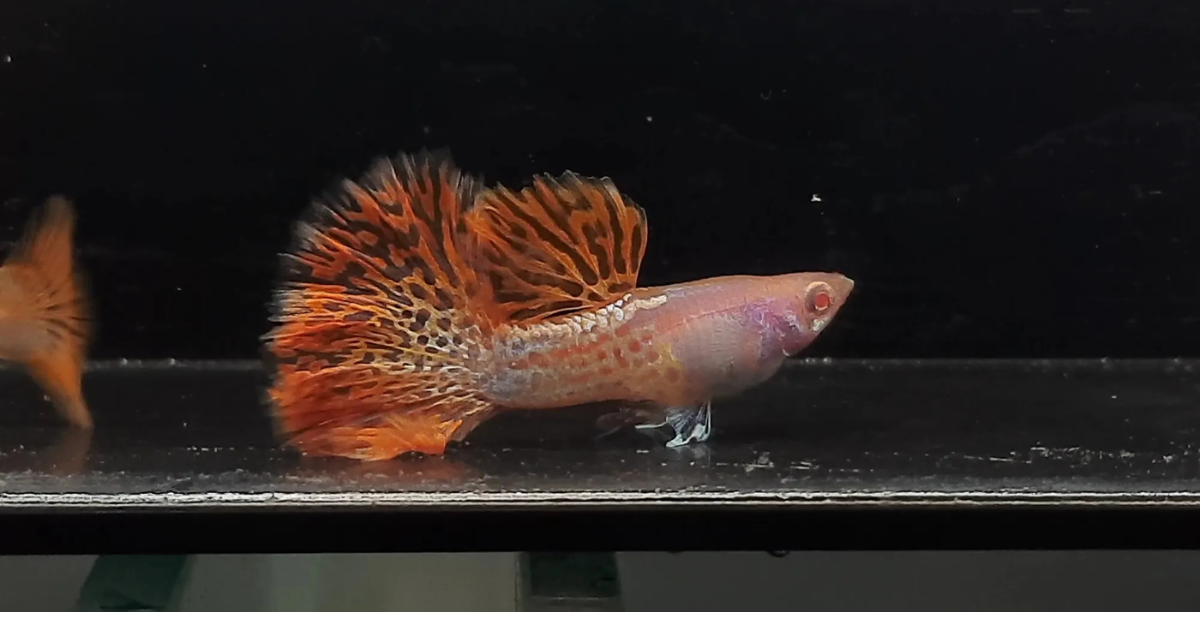 Albino Lace Guppy