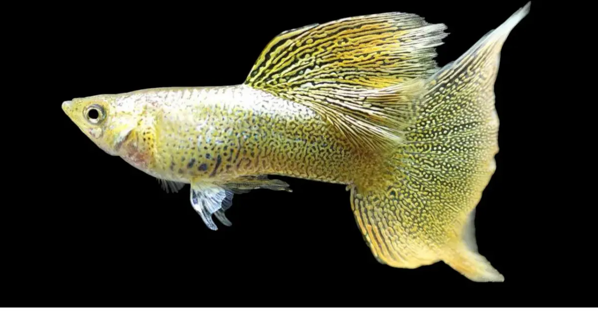 Golden Lace Ribbon Guppy