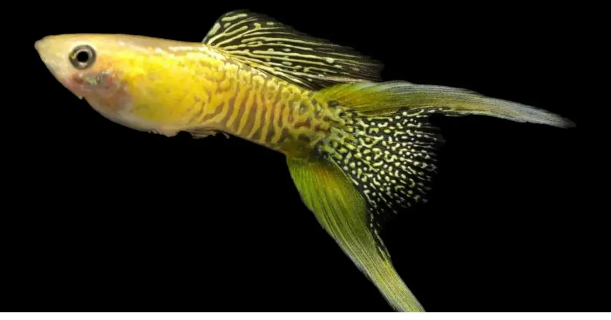Golden Lace Delta Tail Guppy