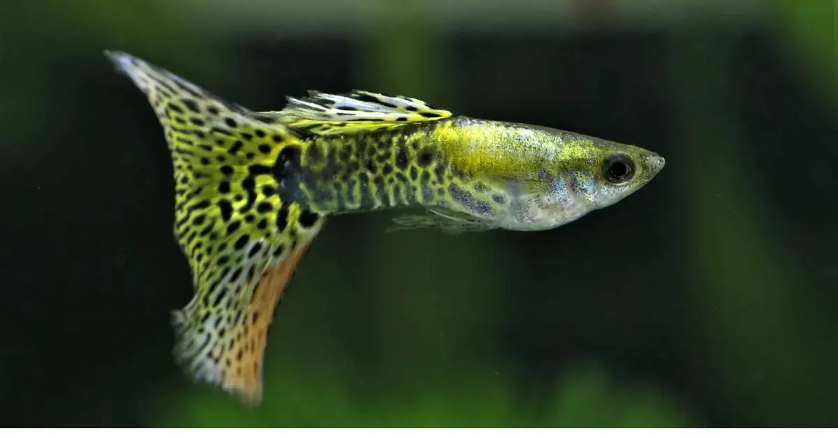 Delta Tail Guppy