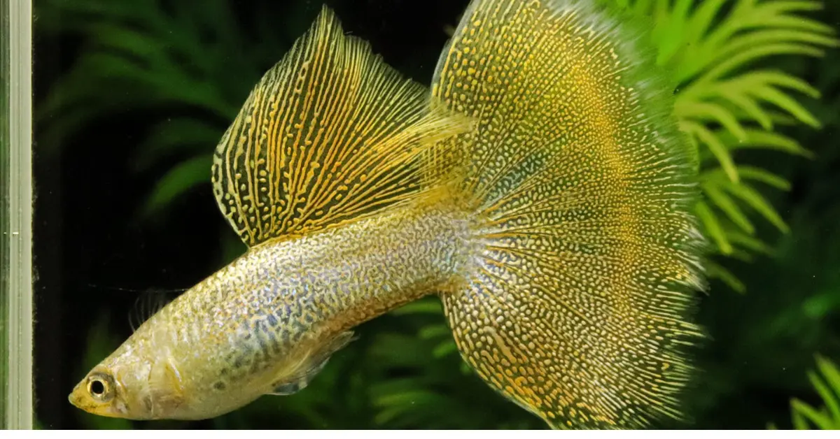 Albino Golden Lace Guppy