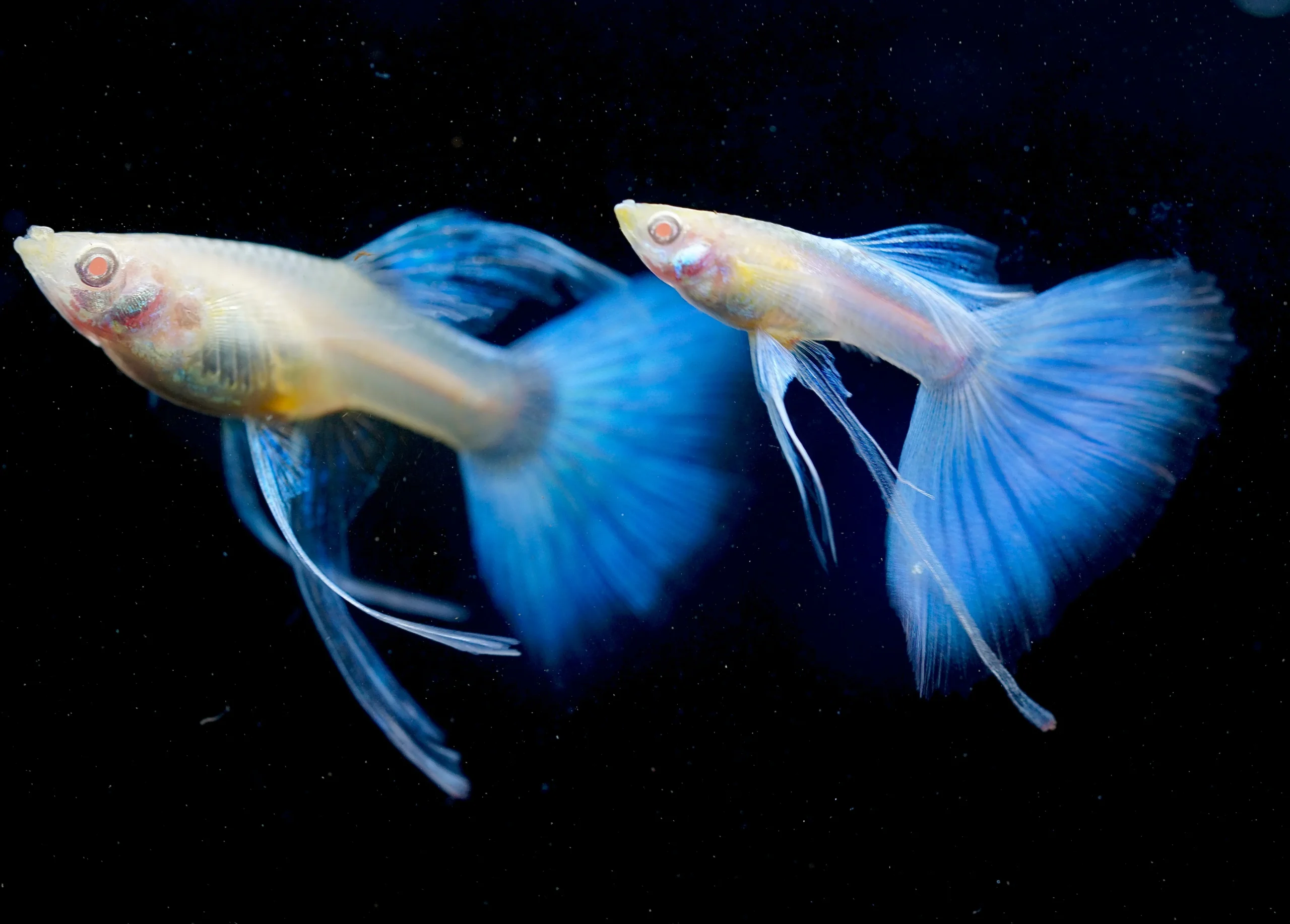 Topaz Blue Guppy