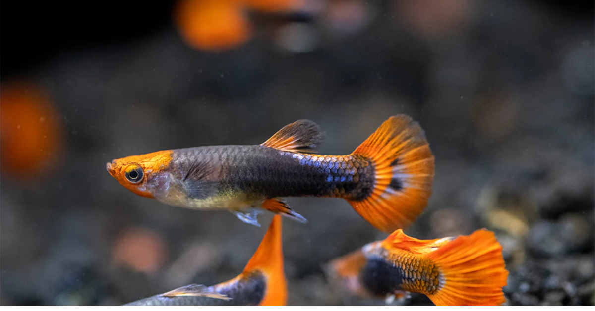 Tuxedo Guppy
