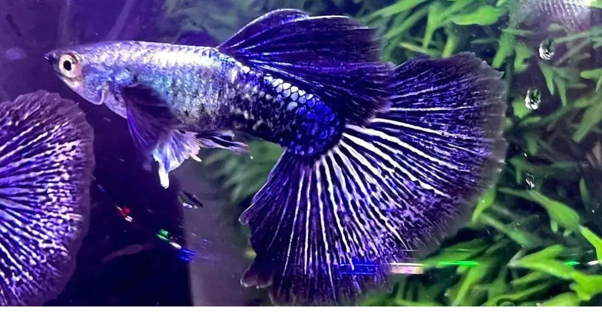 Purple Tuxedo Guppy