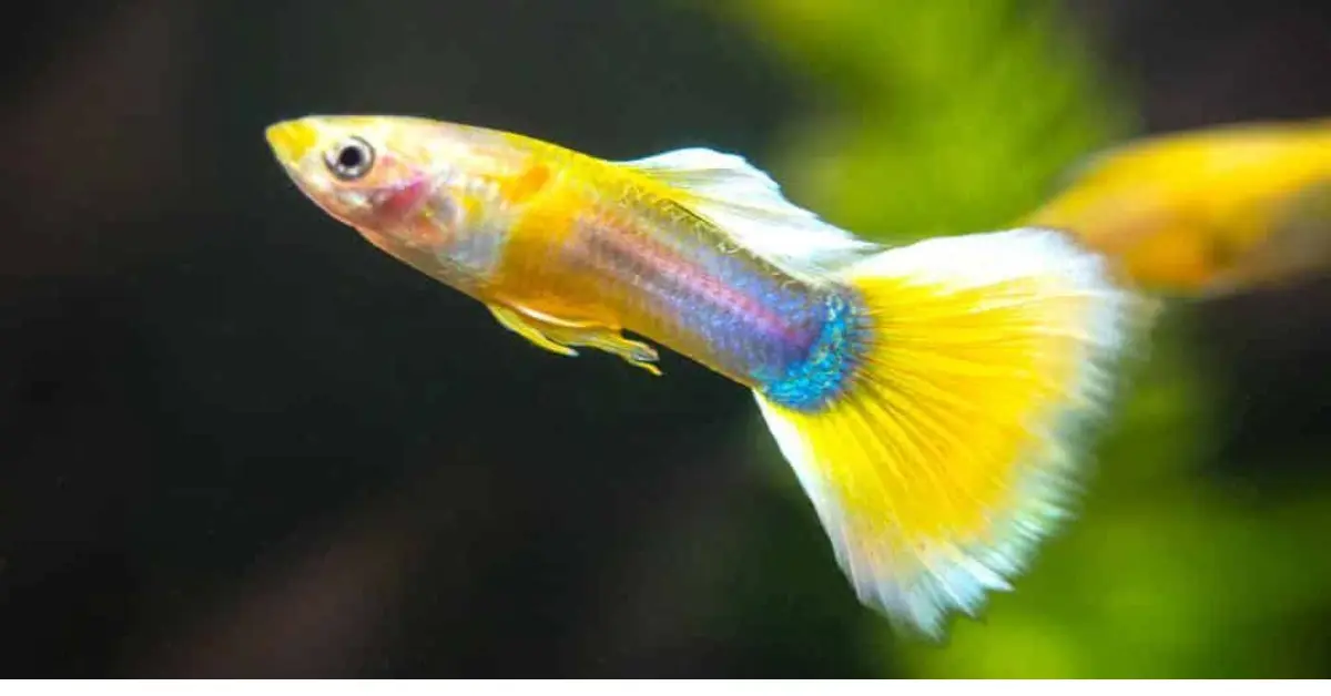 Yellow Guppy