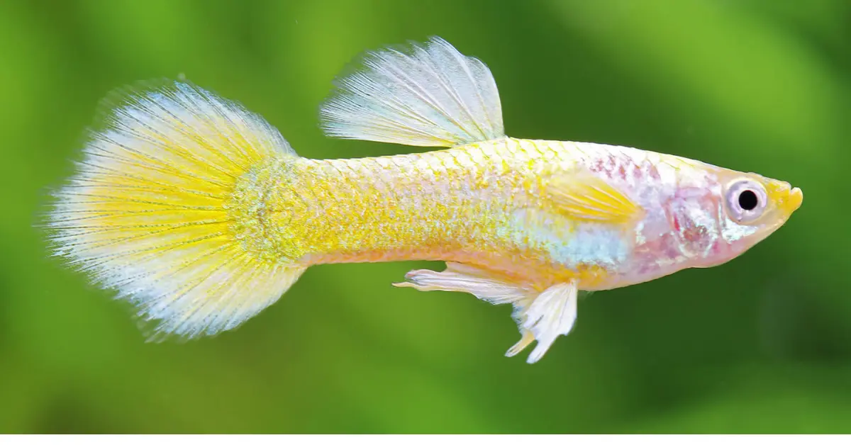 Yellow Albino Guppy