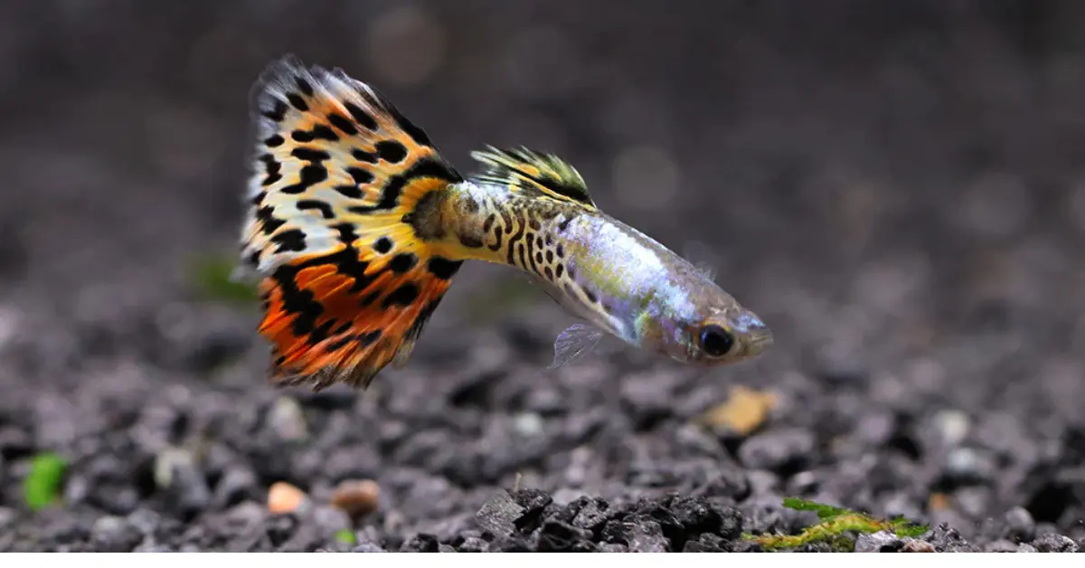 Leopard Guppy