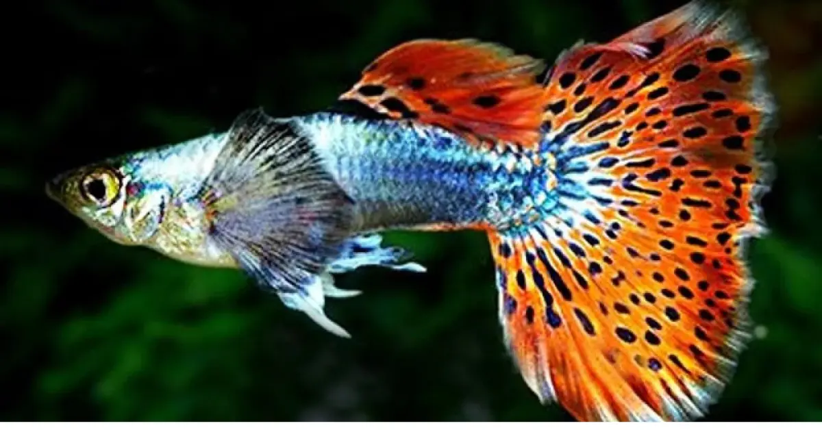 Mosaic Big Ear Guppy