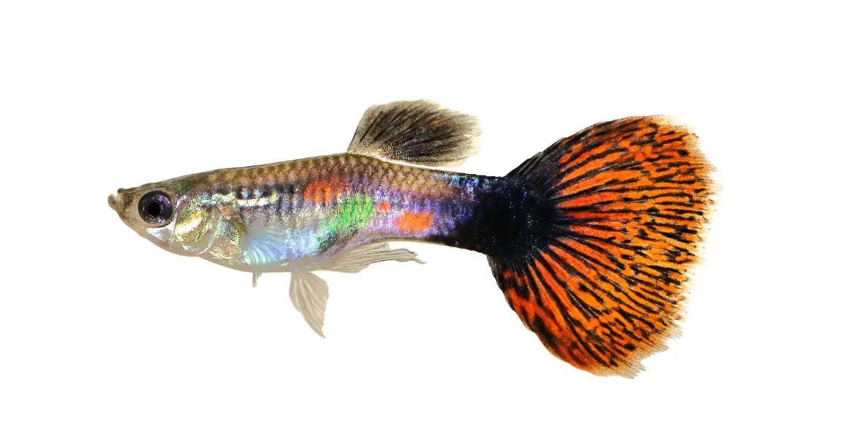 Veiltail Guppy