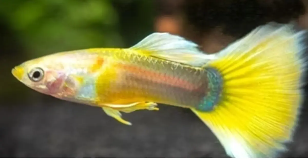 Gold Tuxedo Guppy