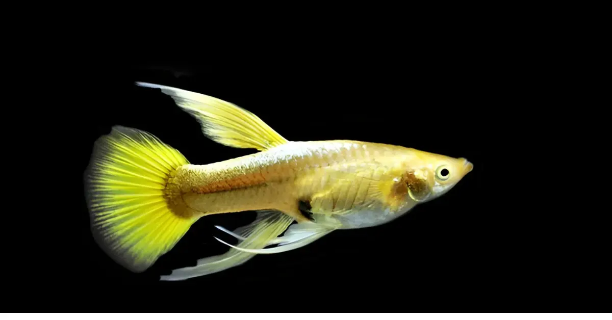 Gold Guppy
