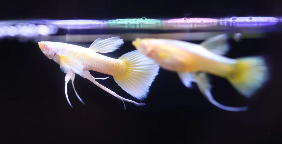 Albino Full Gold Guppy