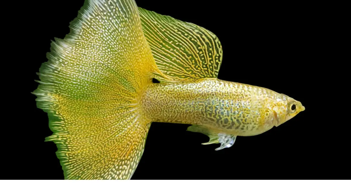 Gold Lace Guppy
