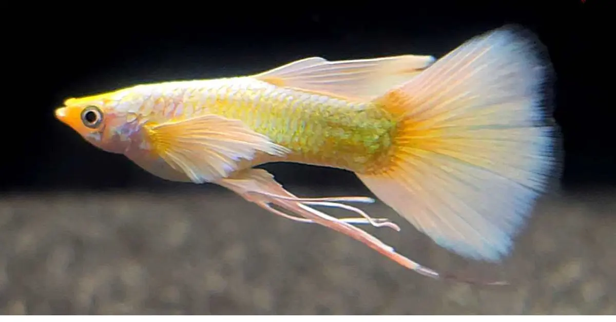 Gold Ribbon Guppy