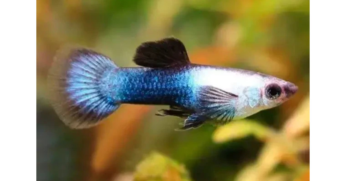 Blue Panda Guppy