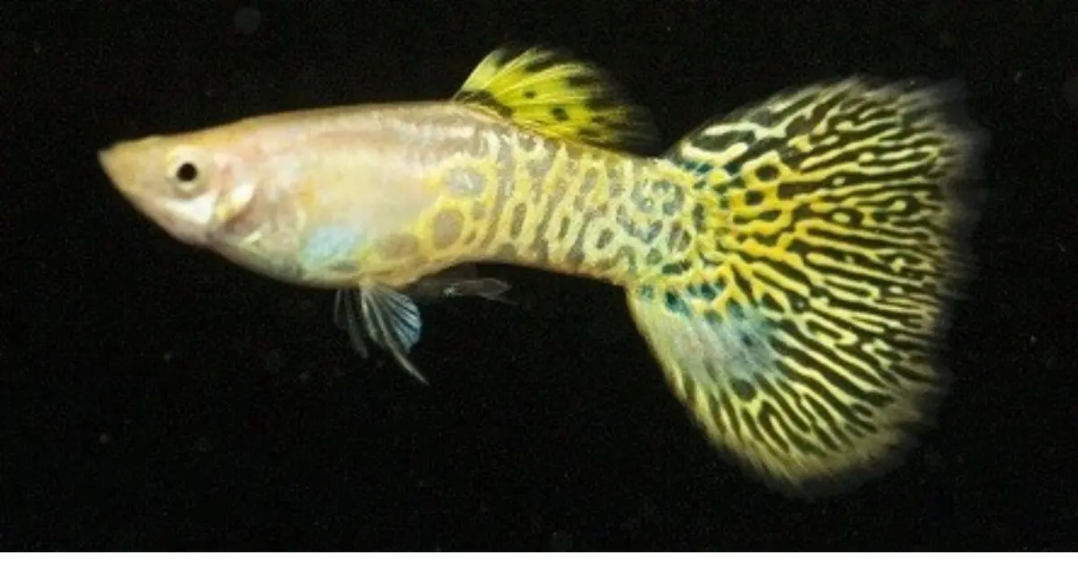 Gold Cobra Guppy