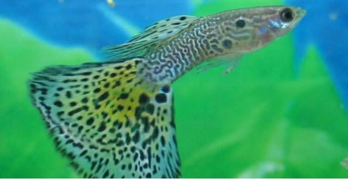Blue Leopard Guppy