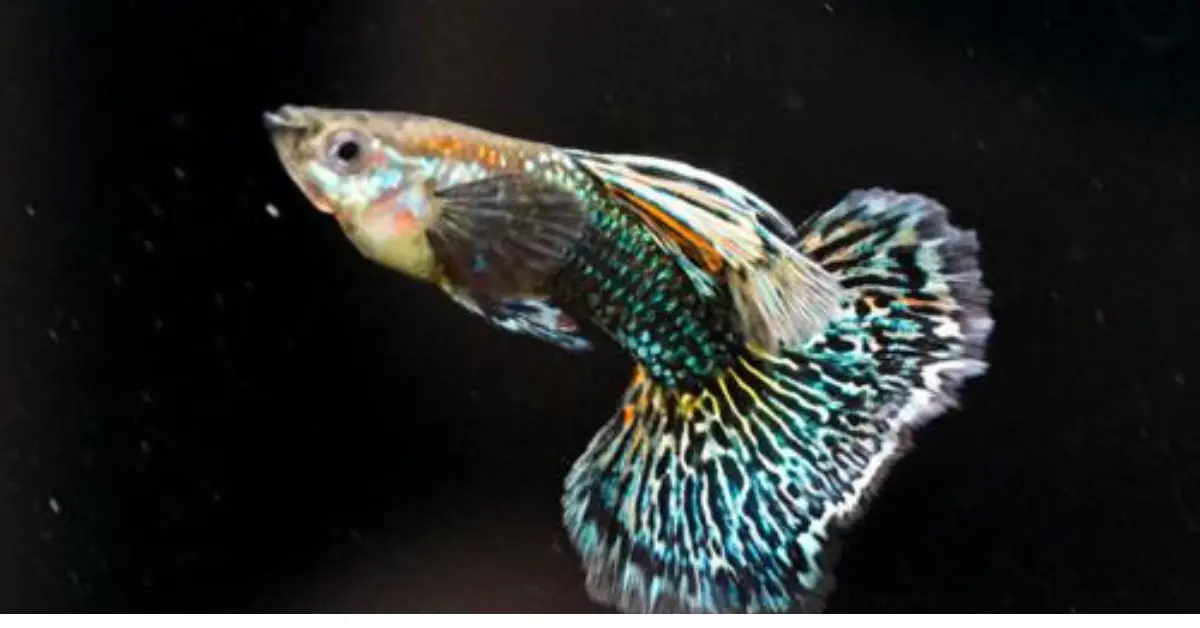 Green Dragon Guppy