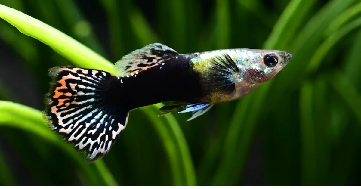 Black Dragon Guppy