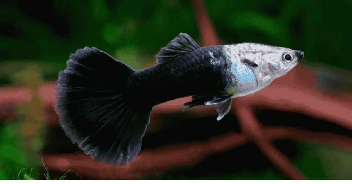 Half-Black Tuxedo Guppy