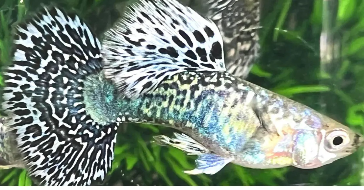 White Dragon Guppy
