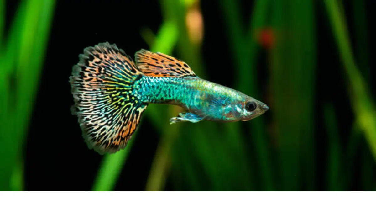 Dragon Mosaic Guppy