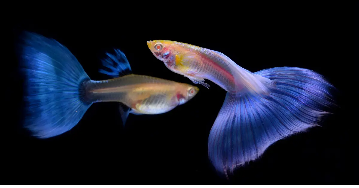 Turquoise Guppies