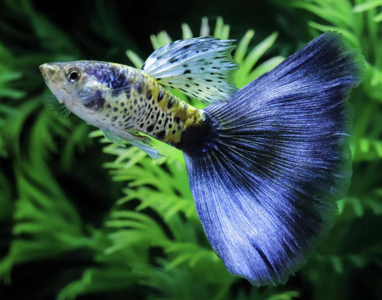 Blue Galaxy Guppy