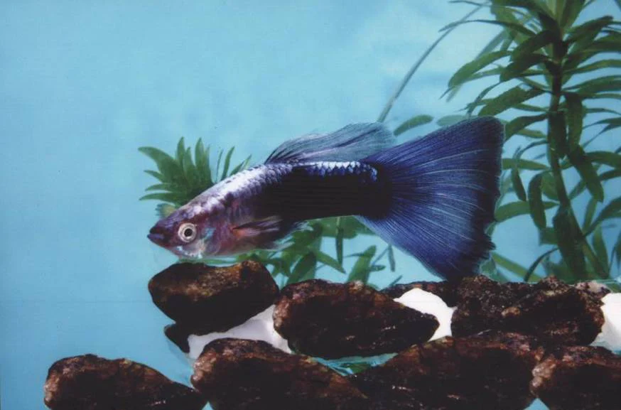 Blue Tuxedo Guppy