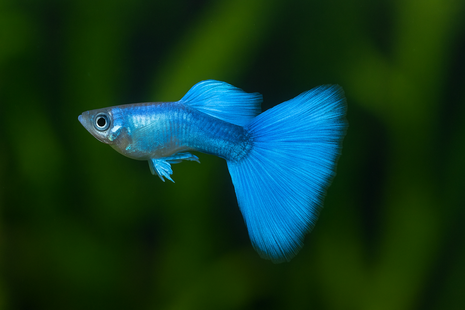 Neon Blue Guppy