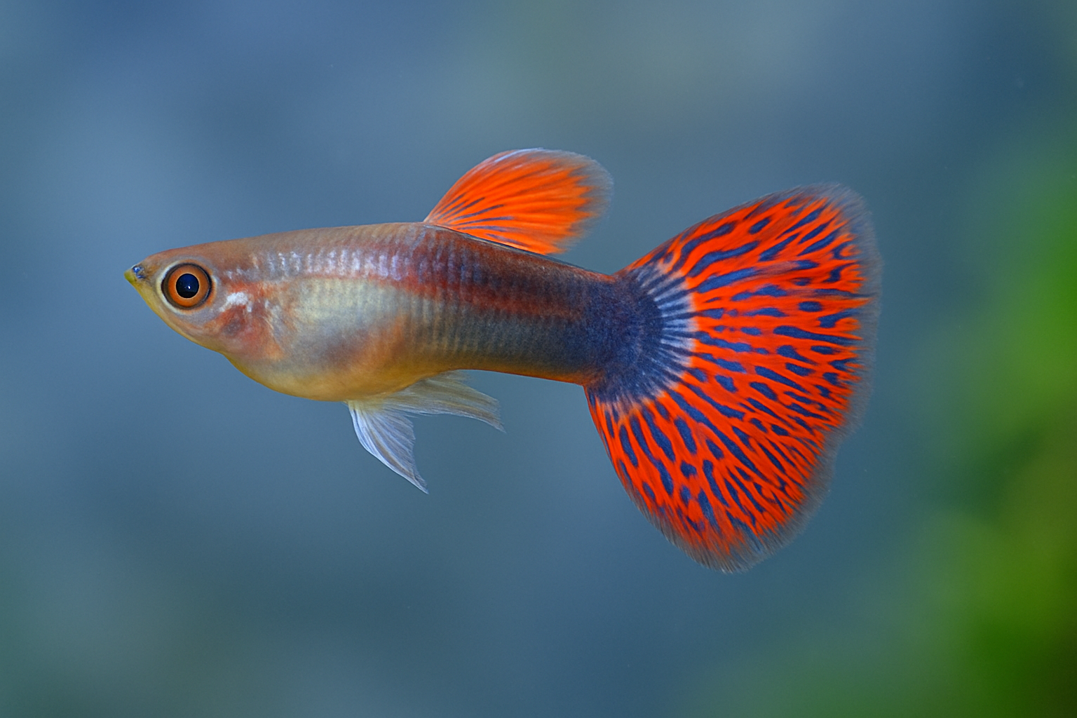 Red Grass Guppy