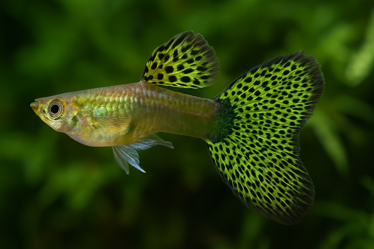 Green Grass Guppy