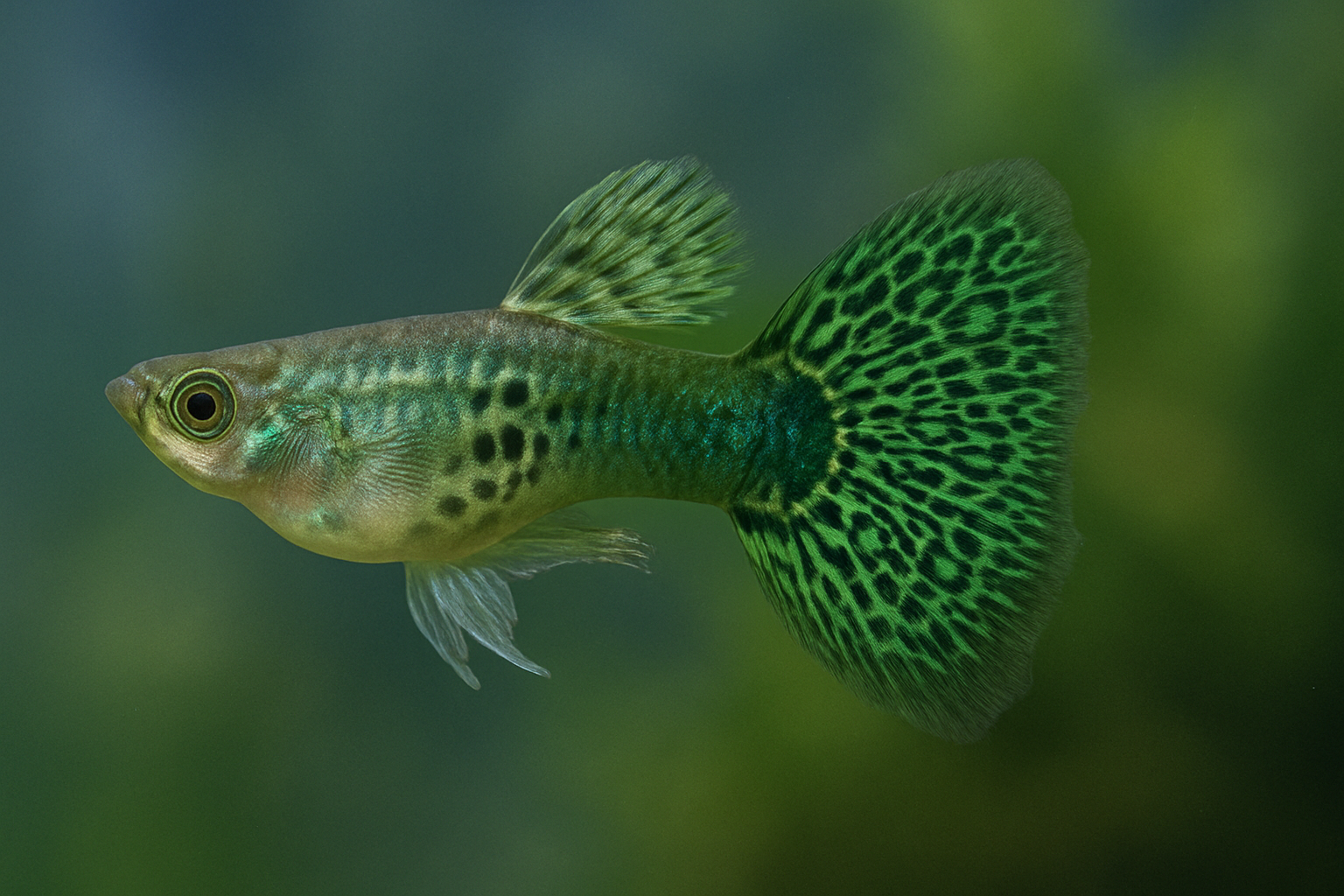 Green Galaxy Guppy