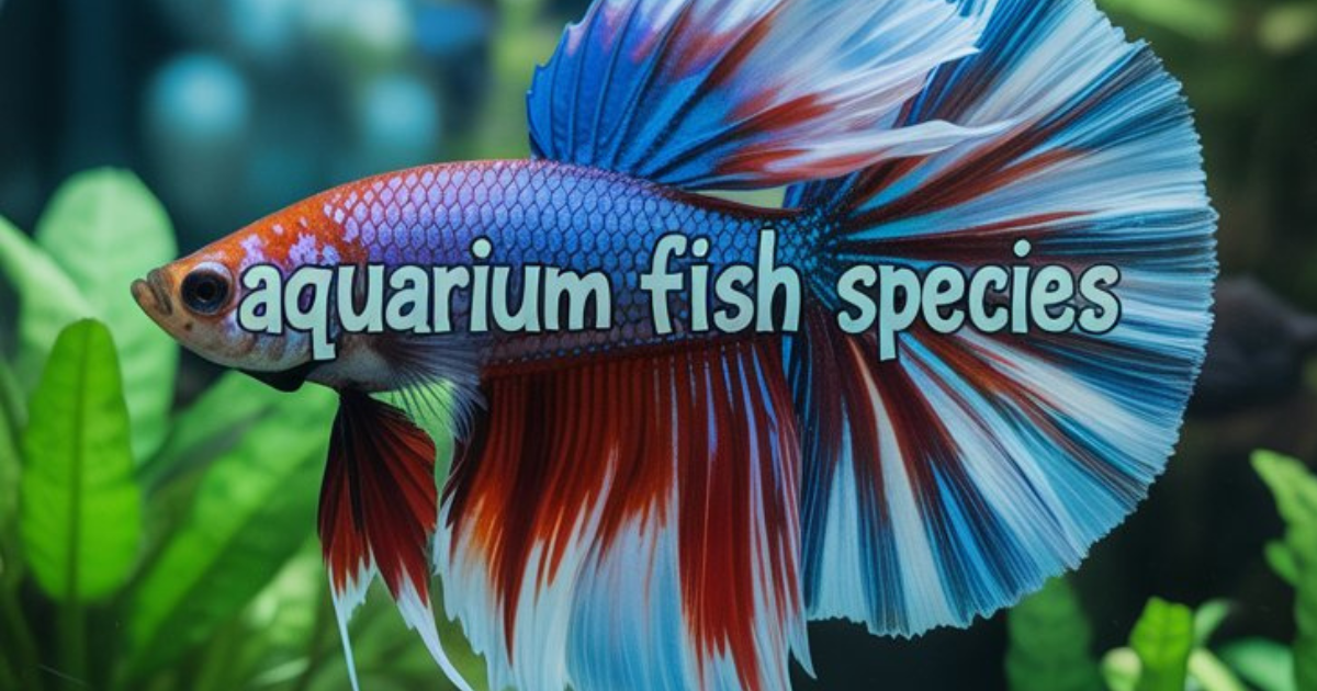 aquarium fish species