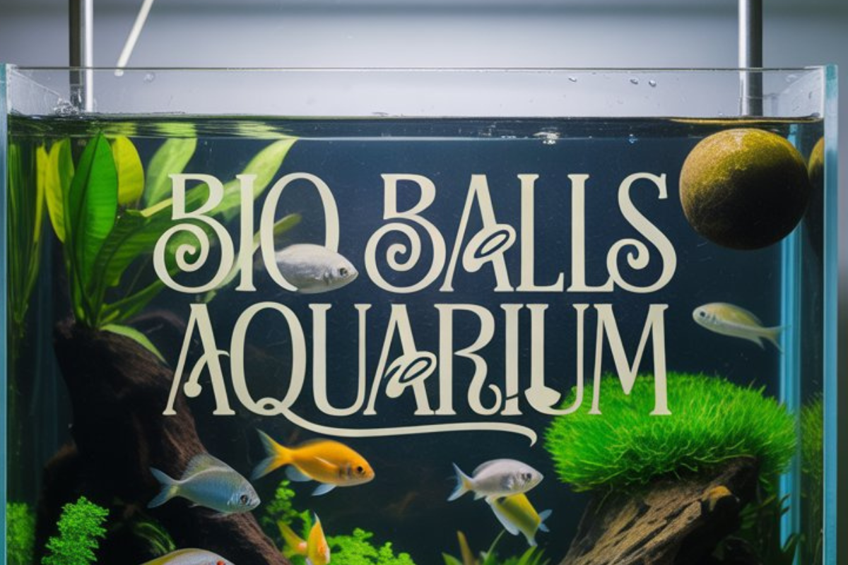 Bio Balls Aquarium