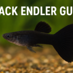 Black Endler Guppy