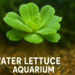 Water Lettuce Aquarium