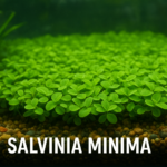 Salvinia Minima Aquarium
