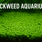Duckweed Aquarium