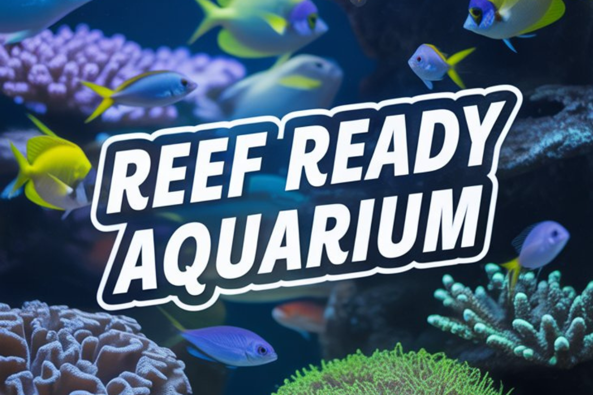 Reef Ready Aquarium