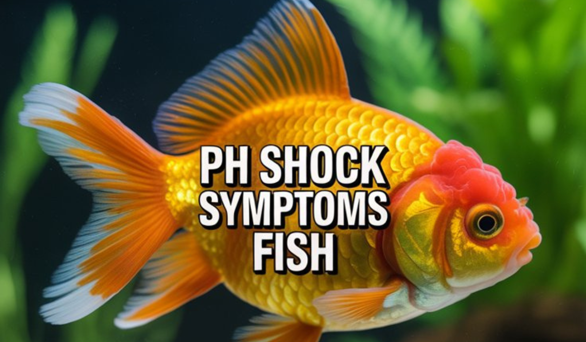pH Shock Symptoms in Fish: Identification, Causes, Treatment, and Prevention