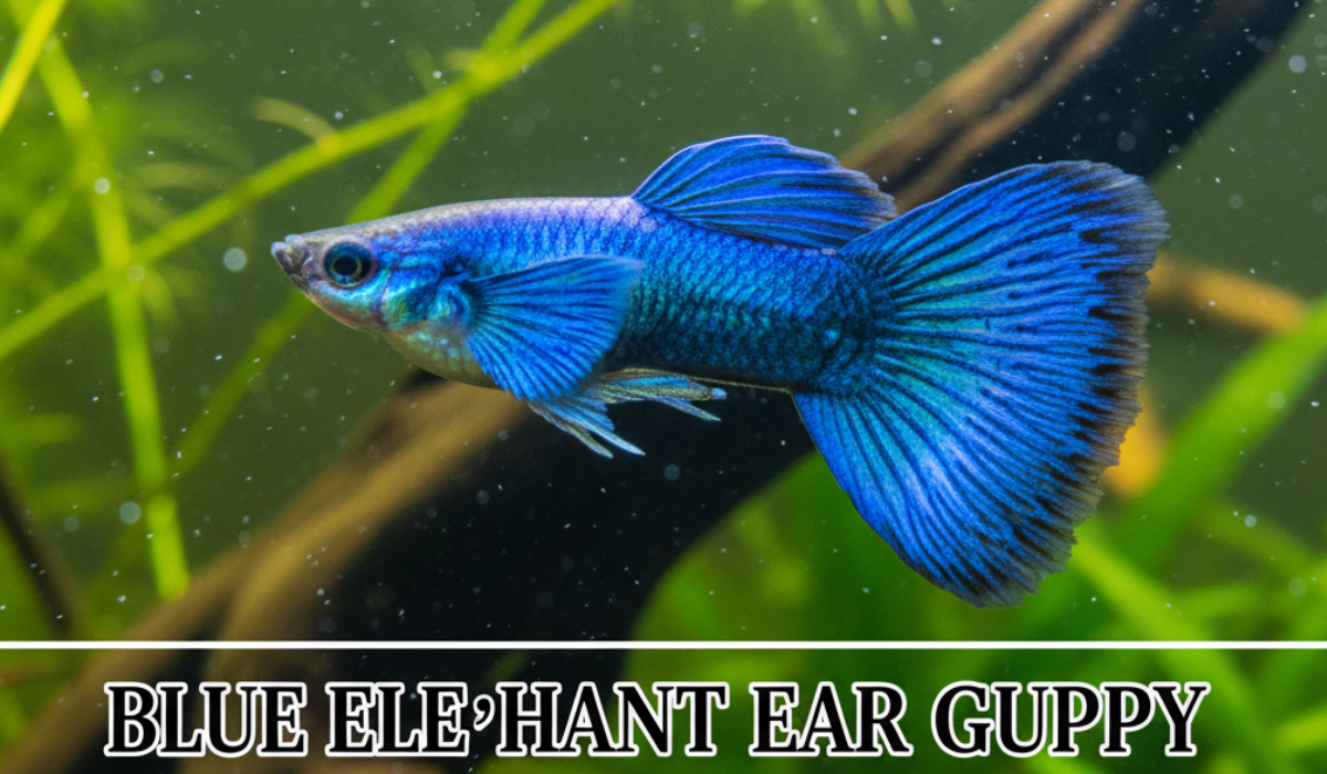 Red Elephant Ear Guppy